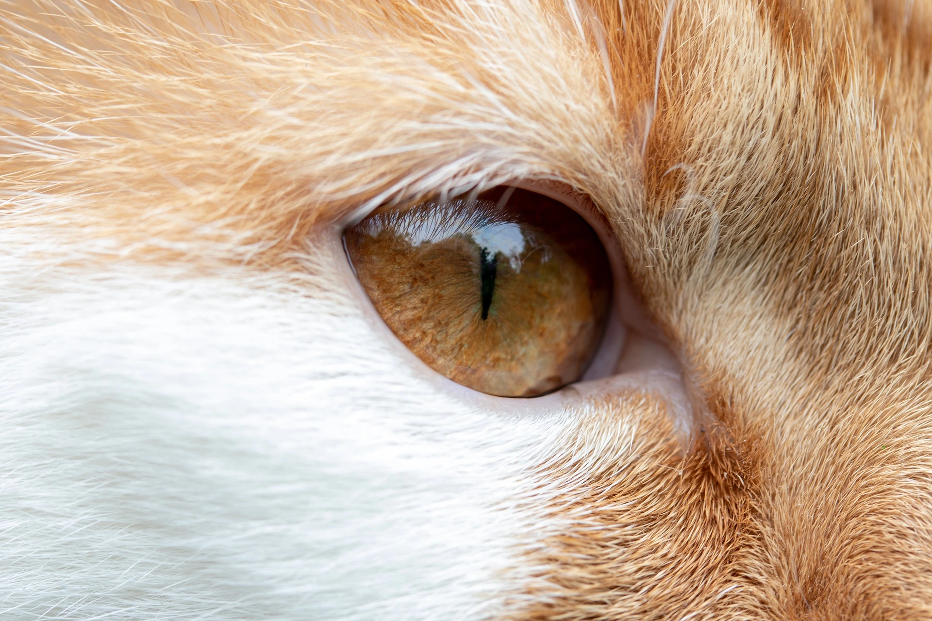 138.jpg-2