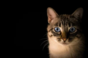 241.jpg