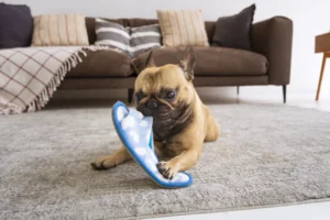cute-dog-biting-flip-flop