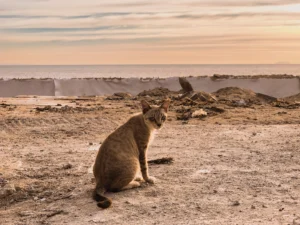 beautiful-animal-landscape.jpg