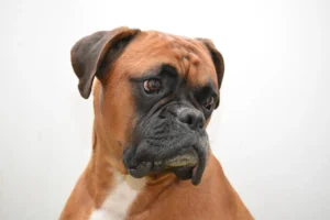 boxer-1277804_1280.jpg