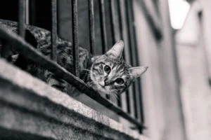 cat-2619631_1280.jpg