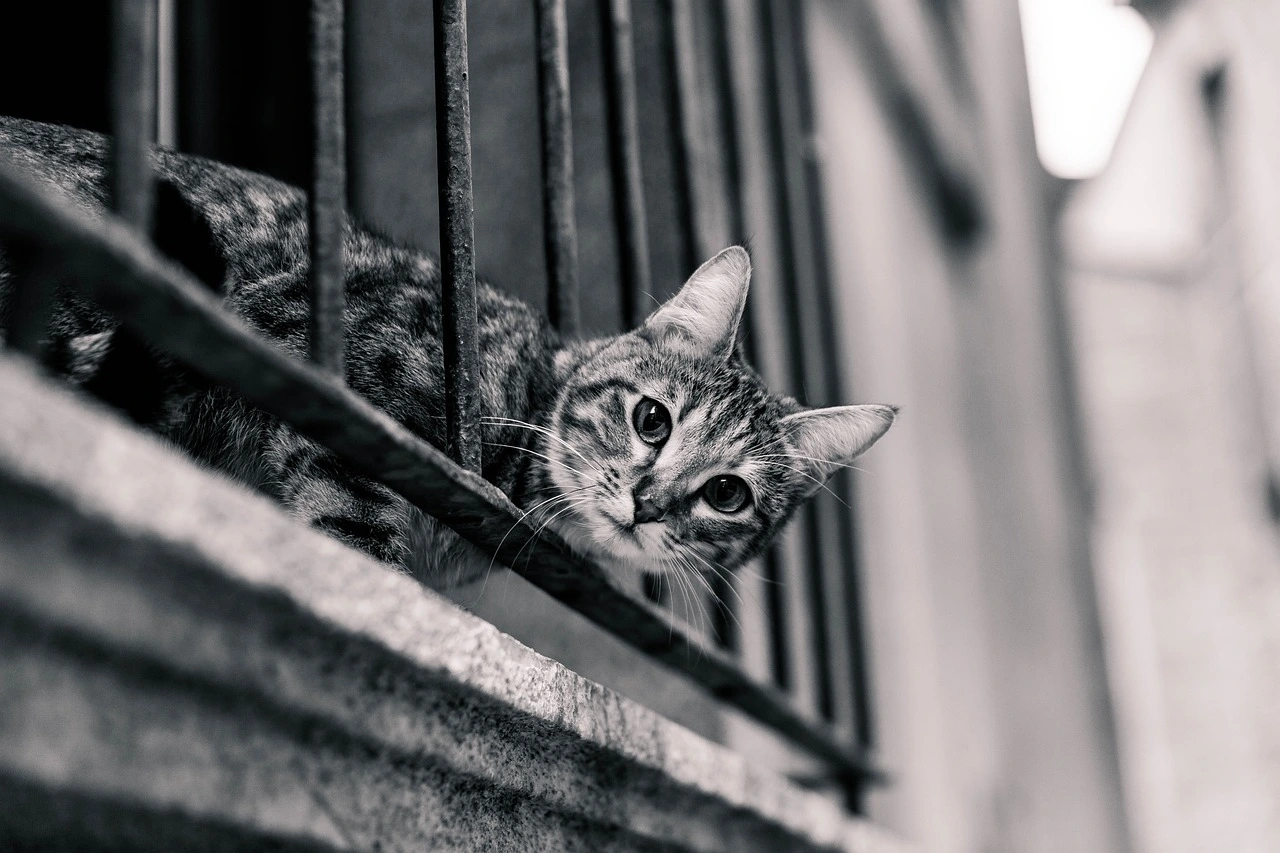 cat-2619631_1280.jpg