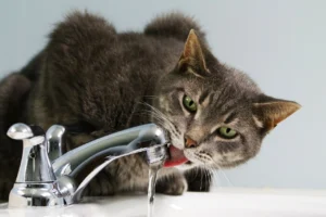 cat-7448524_1280.jpg