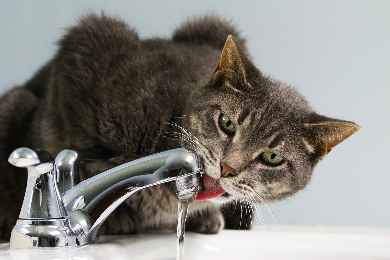 cat-7448524_1280.jpg