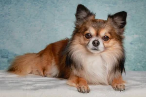 chihuahua-3958562_1280.jpg
