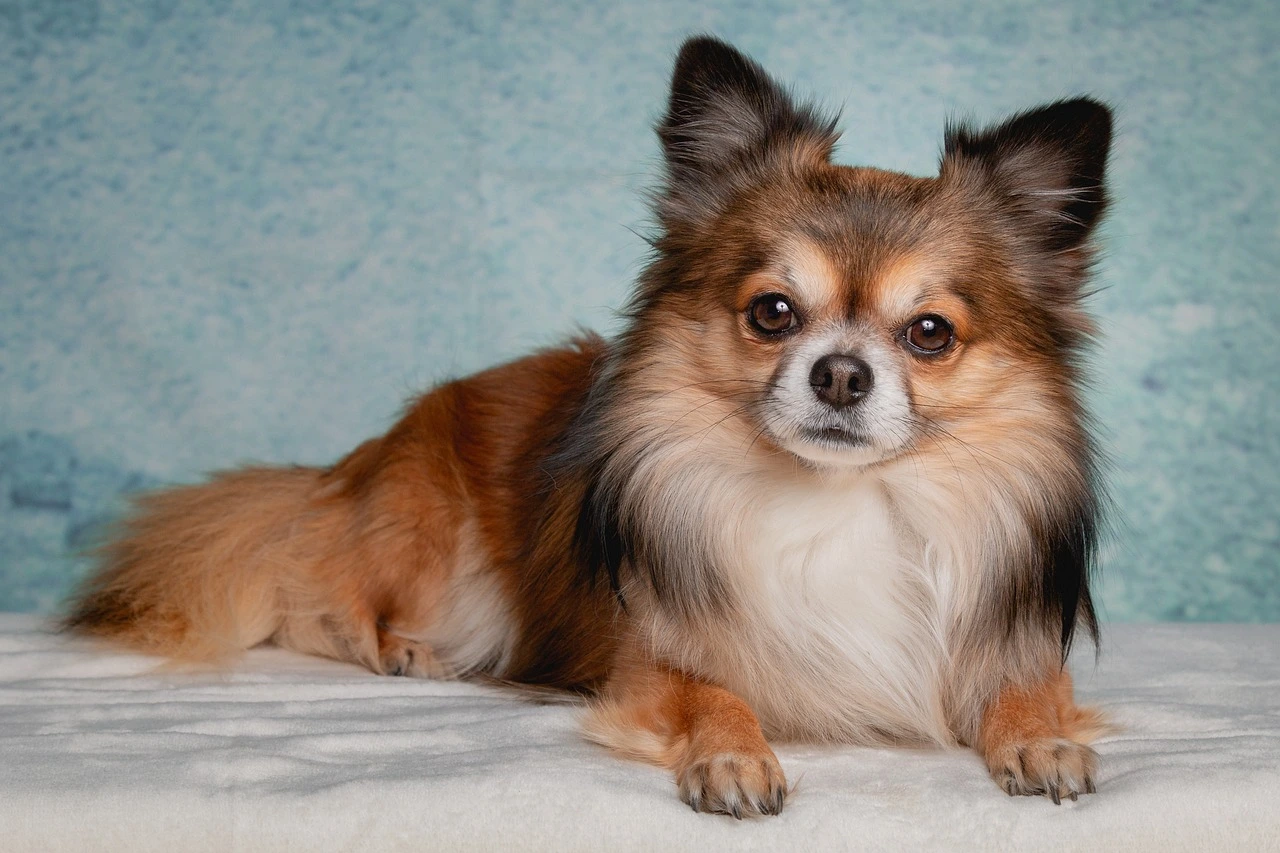 chihuahua-3958562_1280.jpg