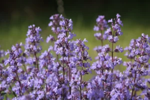 flowers-7232964_1280.jpg