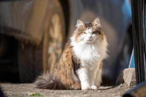 fluffy-grumpy-cat-outdoorsduring-daylight.jpg