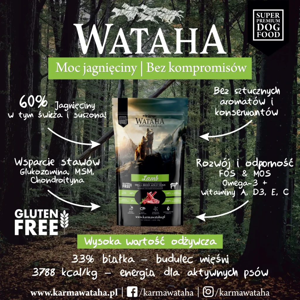 jagniecina infografika small