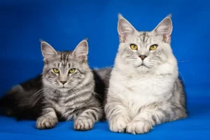 maine-coon-2934708_1280.jpg