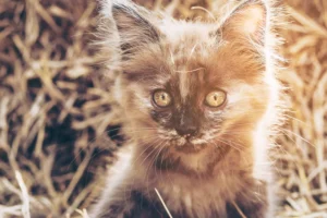 naughty-brown-kitten-with-hay-background.jpg