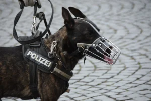 police-1321255_1280.jpg