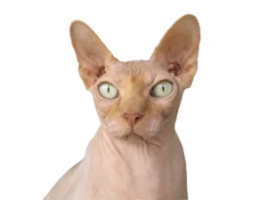 sphynx-814164_1280.jpg