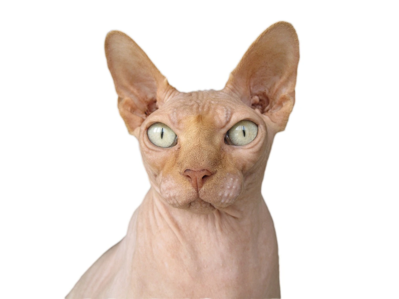 sphynx-814164_1280.jpg