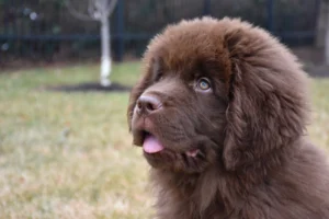 very-cute-young-newfie-puppy-dog-with-his-tongue-peaking-out.jpg
