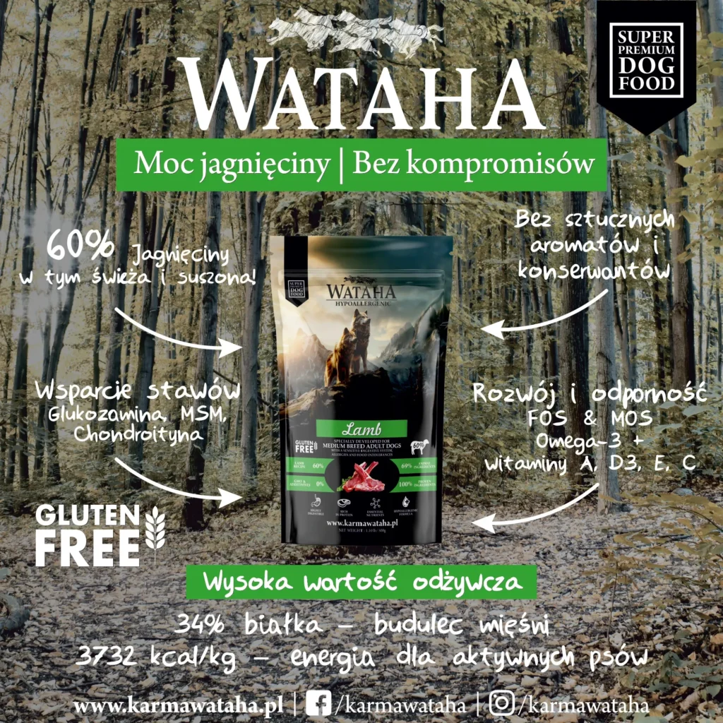 jagniecina infografika